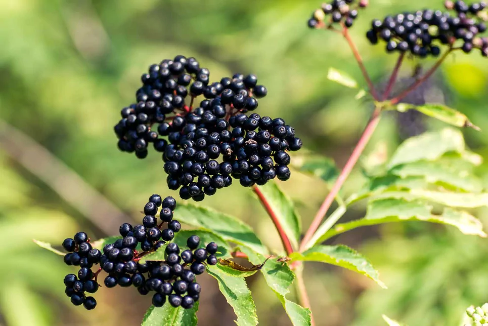 Elderberry and Gut Health: The Key to a Thriving Digestive System